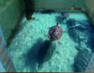 tortuga
